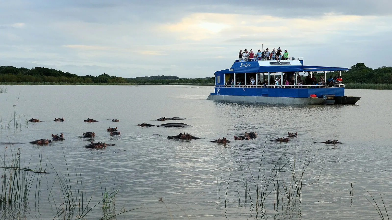 A hippopotamus in the water beside a tour boat in the iSimangaliso Wetland Park