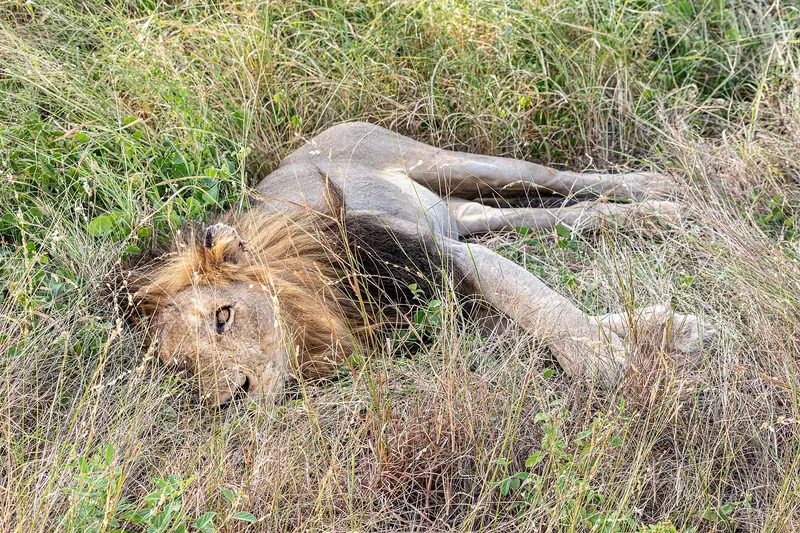 A lion resting in the grass of Kruger National Park