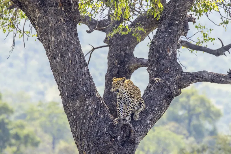 A young female leopard in Kruger National Park