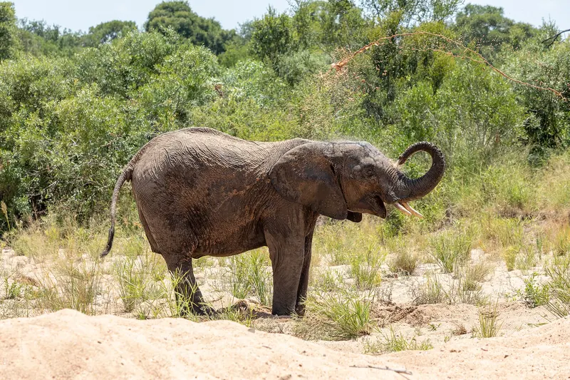 An elephant standing in the bushveld of Kruger National Park
