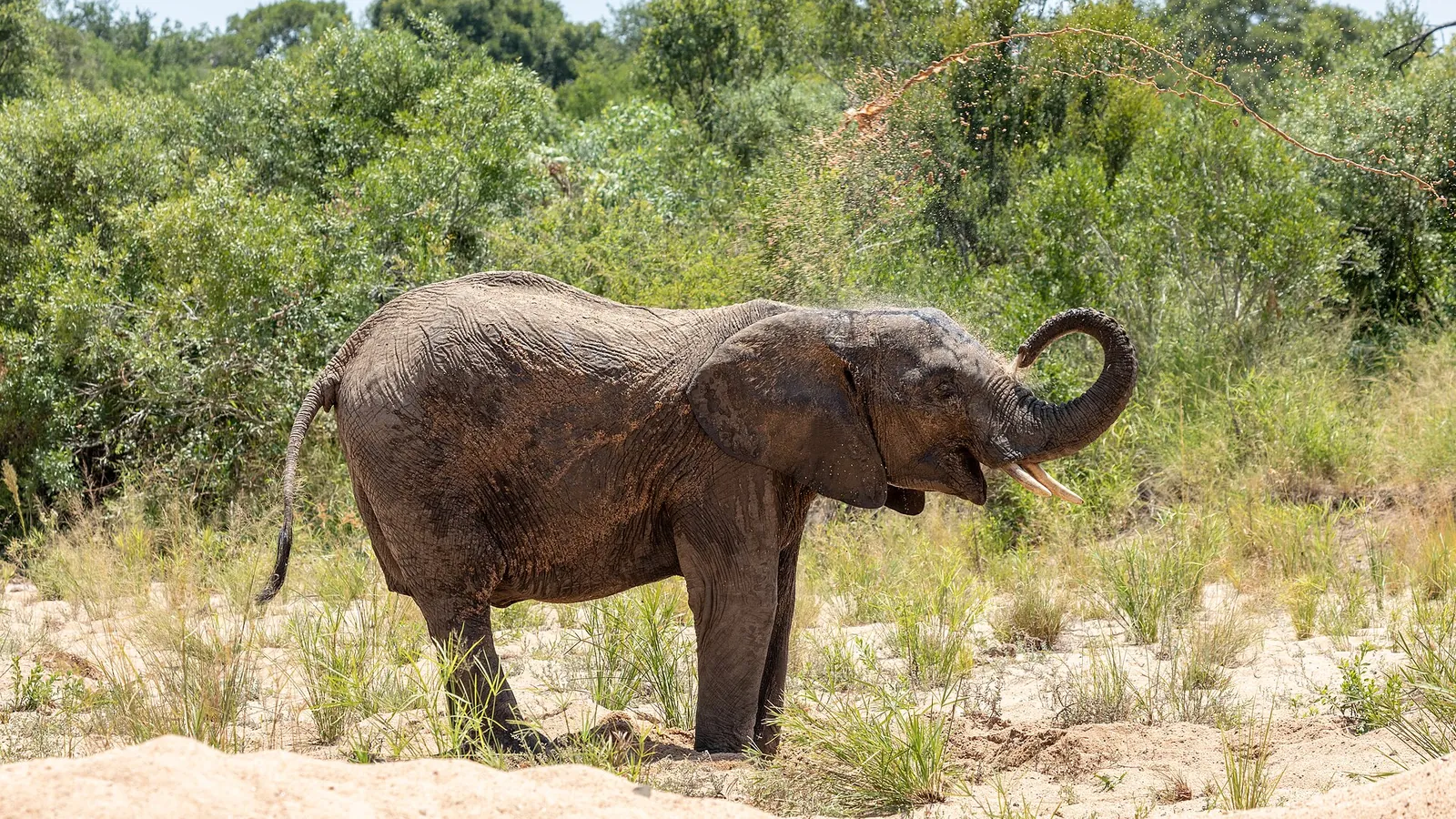 An elephant standing in the bushveld of Kruger National Park