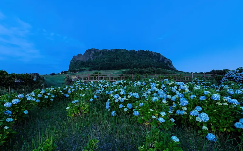 Hydrangea flowers in front of the Seongsan Ilchulbong volcanic cone at blue hour