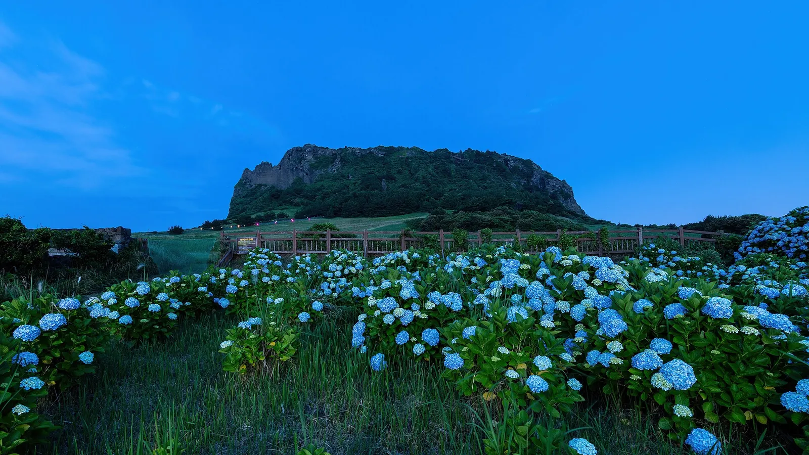 Hydrangea flowers in front of the Seongsan Ilchulbong volcanic cone at blue hour