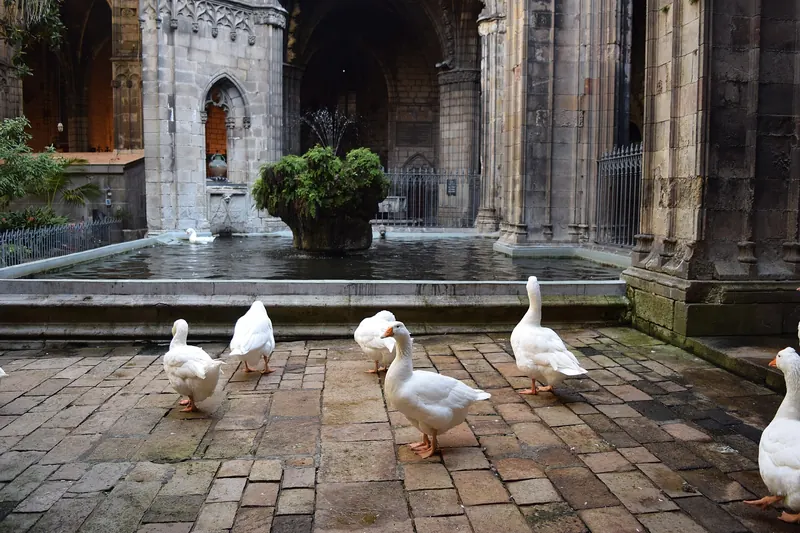 White geese in the cloister of Barcelona's Gothic cathedral