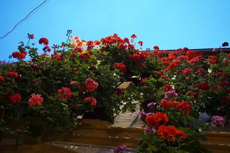 A Córdoba patio hung with potted flowers during the patio festival