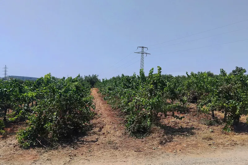 Vineyards in the Montilla-Moriles region south of Córdoba