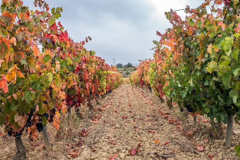 Vineyards below the walled town of Laguardia in Rioja Alavesa