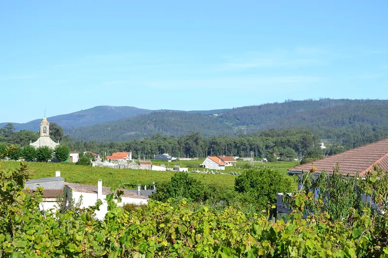 Albariño vineyards in the Rías Baixas