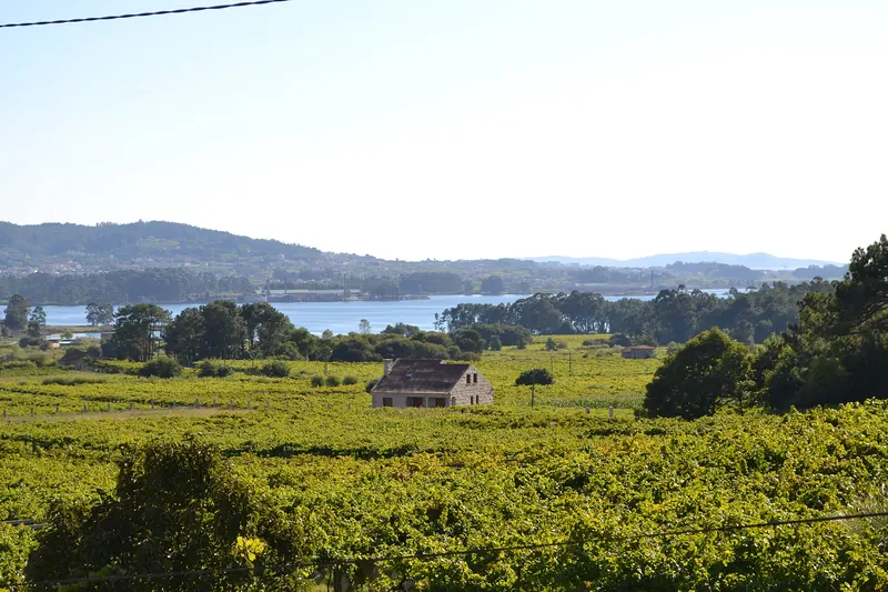 Albariño vines trained on granite posts near Cambados