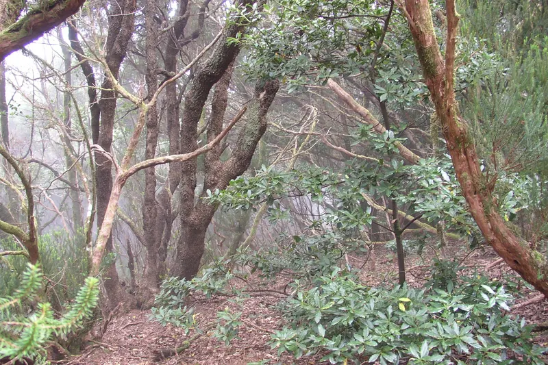 Laurel rainforest on the ridges of the Anaga massif