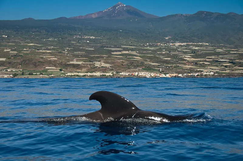 A short-finned pilot whale in the strait off Tenerife