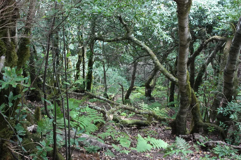 A damp trail through the laurel forest of Anaga