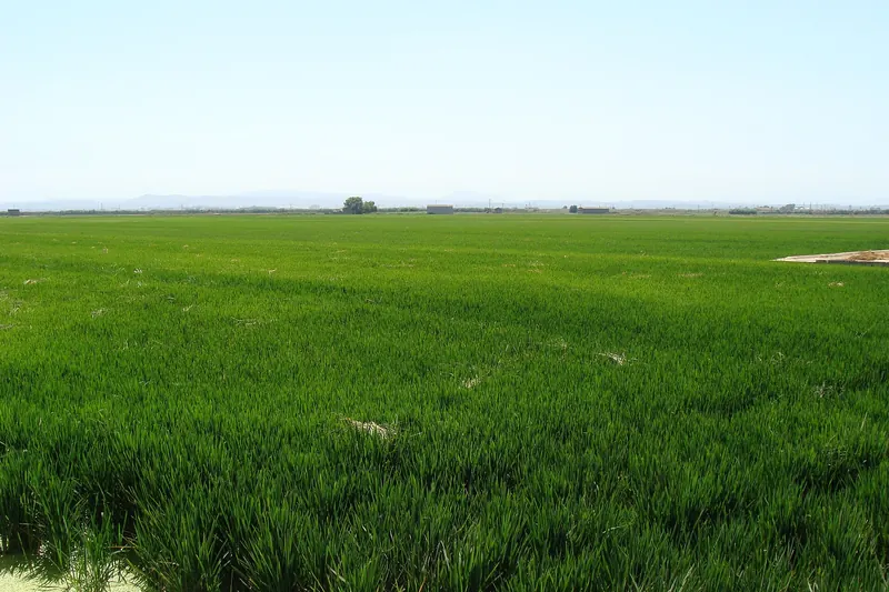 Rice paddies beside the Albufera lagoon south of Valencia