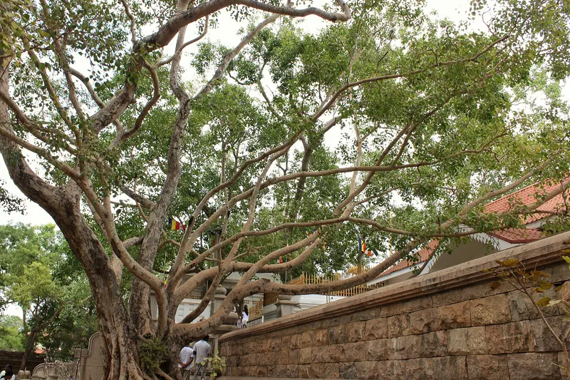 Pilgrims at the Sri Maha Bodhi sacred fig tree in Anuradhapura