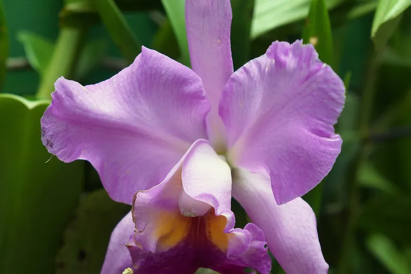 The orchid house in the Royal Botanical Gardens at Peradeniya