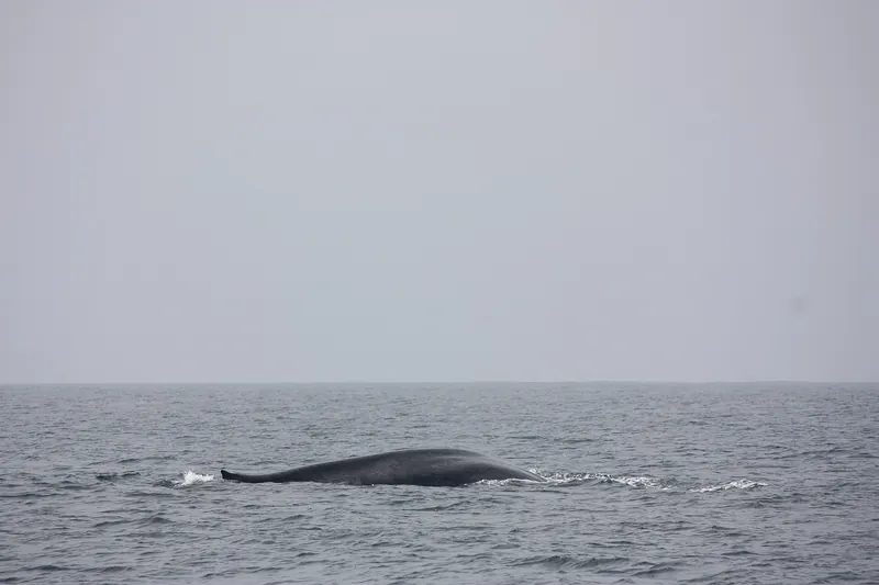 A blue whale surfacing near a boat off Mirissa