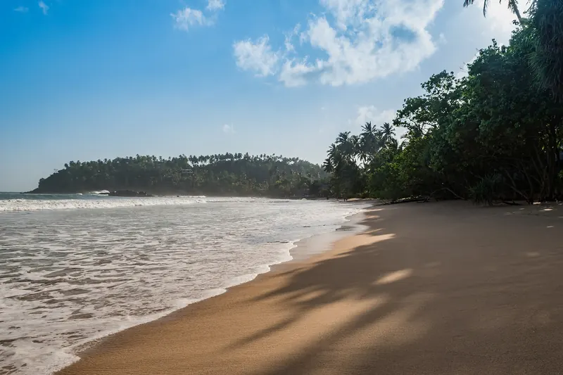 Mirissa beach with palm trees and blue water seen from above