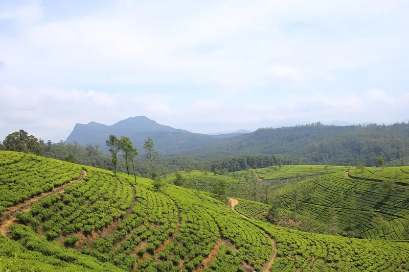 Green tea plantation slopes near Nuwara Eliya
