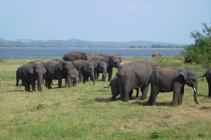 Elephants gathering at Minneriya National Park