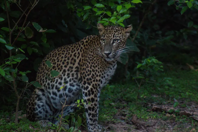 A Sri Lankan leopard walking in Yala National Park
