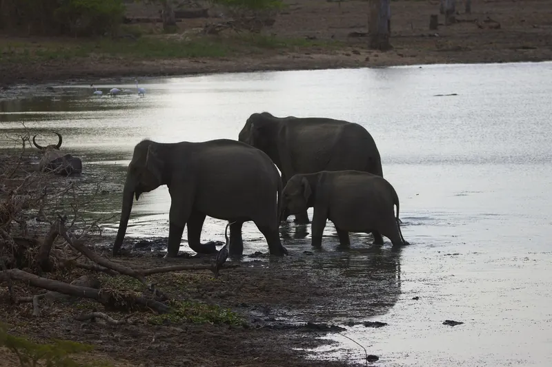 A herd of elephants with calves in Yala National Park