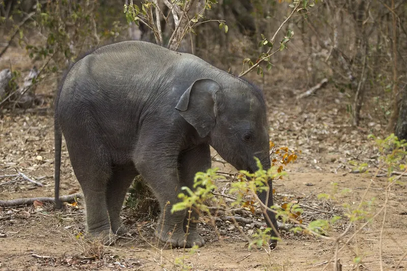 A baby Sri Lankan elephant in Yala National Park