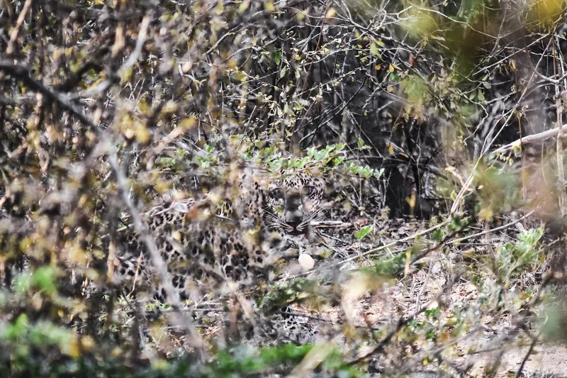 A Sri Lankan leopard resting on a rock in Yala National Park