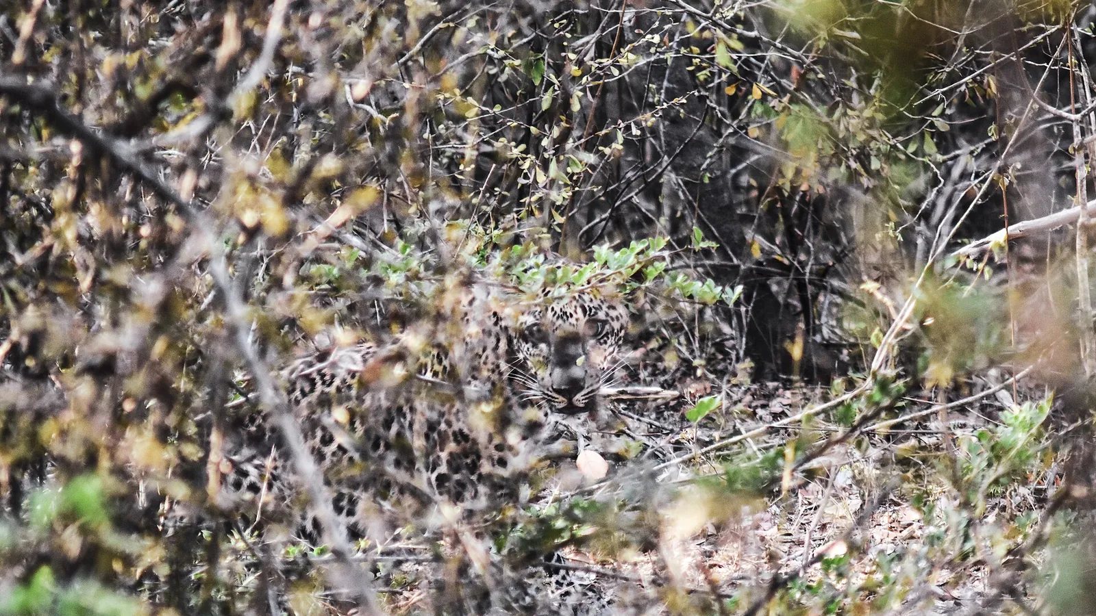 A Sri Lankan leopard resting on a rock in Yala National Park