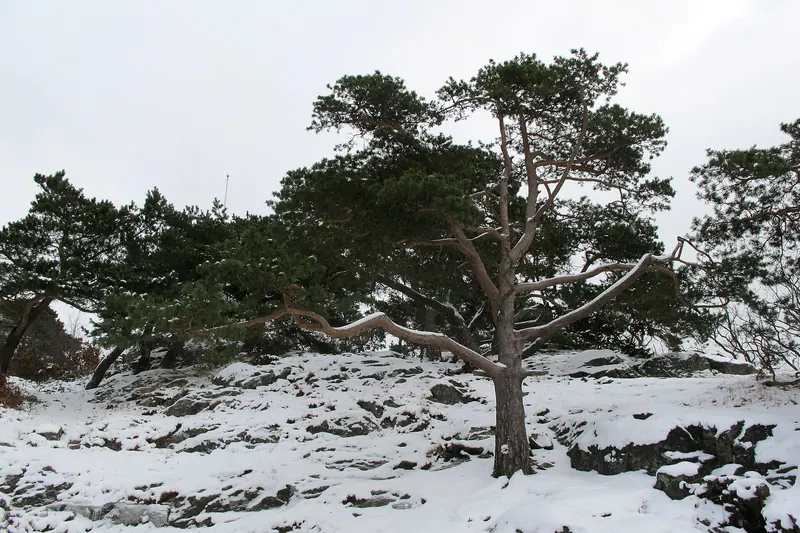 Slottsskogen park in winter