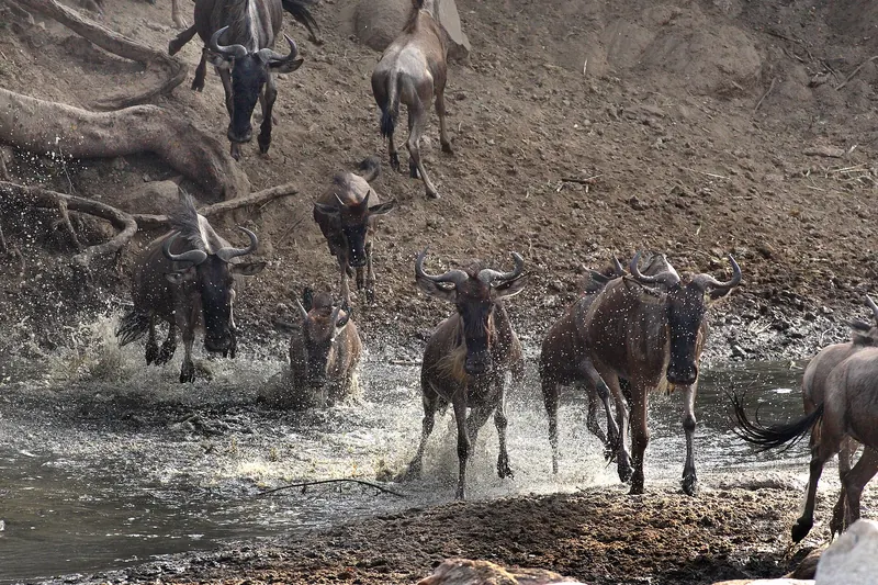 A vast herd of wildebeest crossing the Serengeti plains during the migration