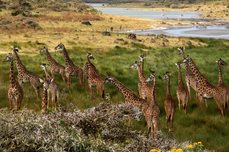 Giraffes in Arusha National Park
