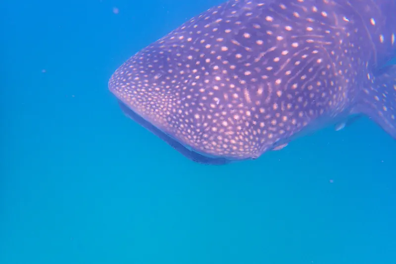 Snorkellers with a whale shark off Mafia Island