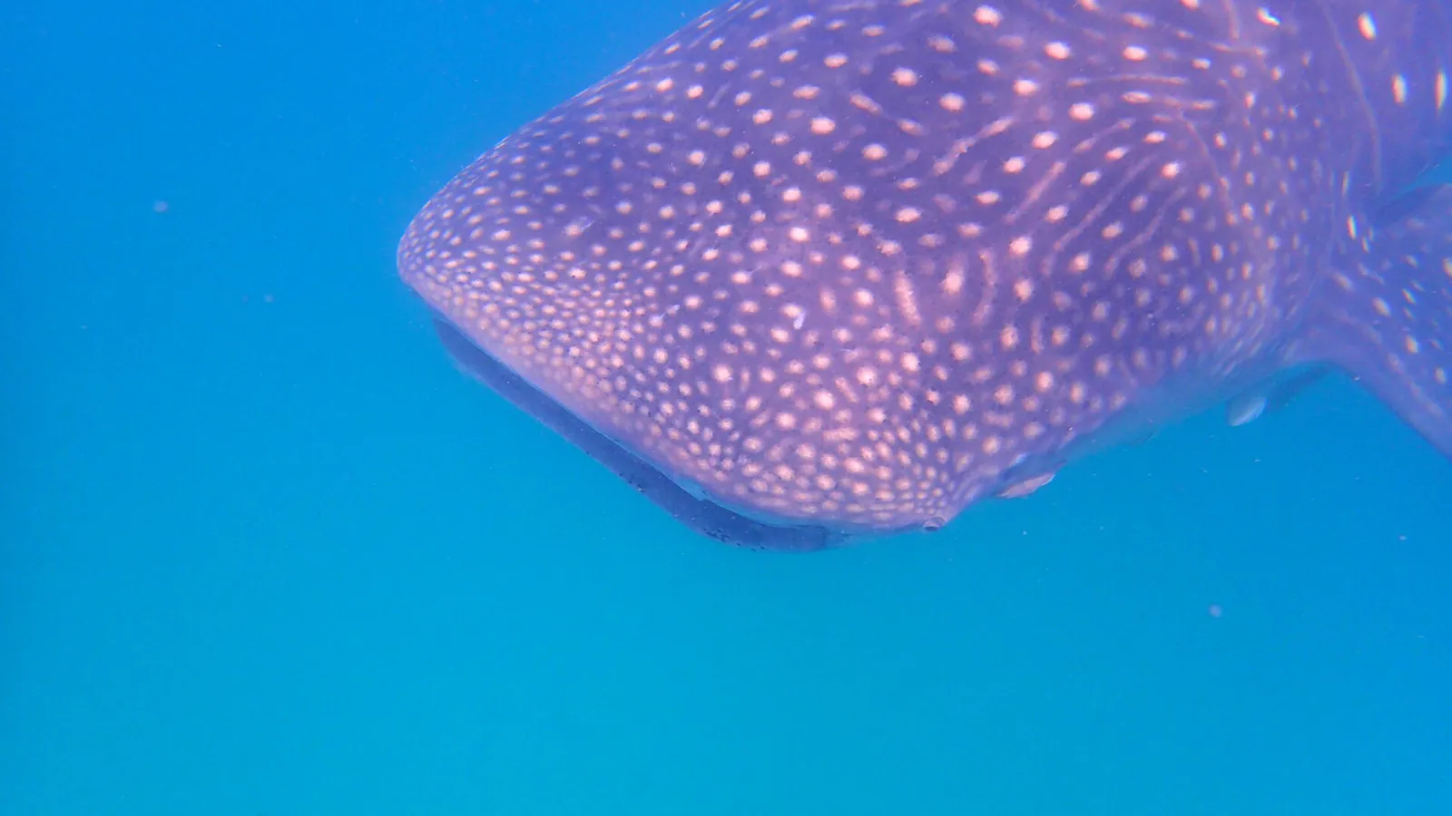 Snorkellers with a whale shark off Mafia Island