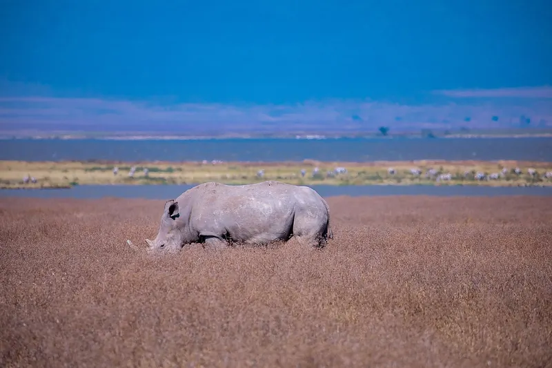 A white rhino grazing in Ngorongoro Crater