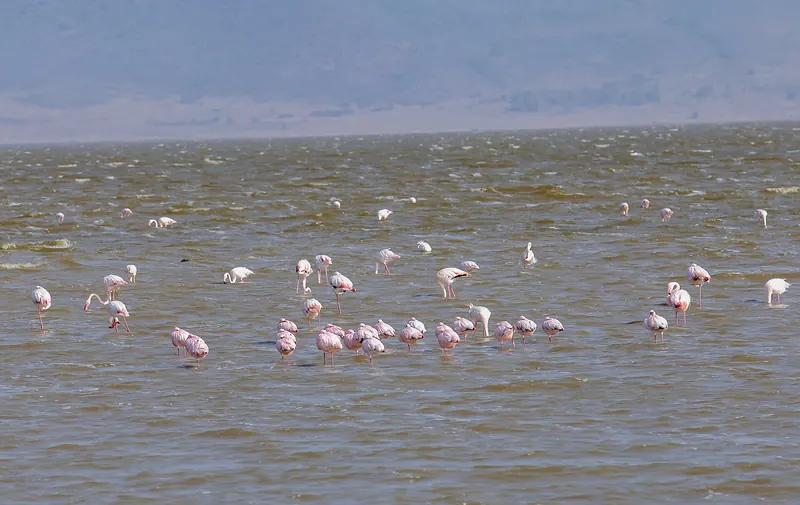 Flamingos wading in Lake Magadi inside Ngorongoro Crater