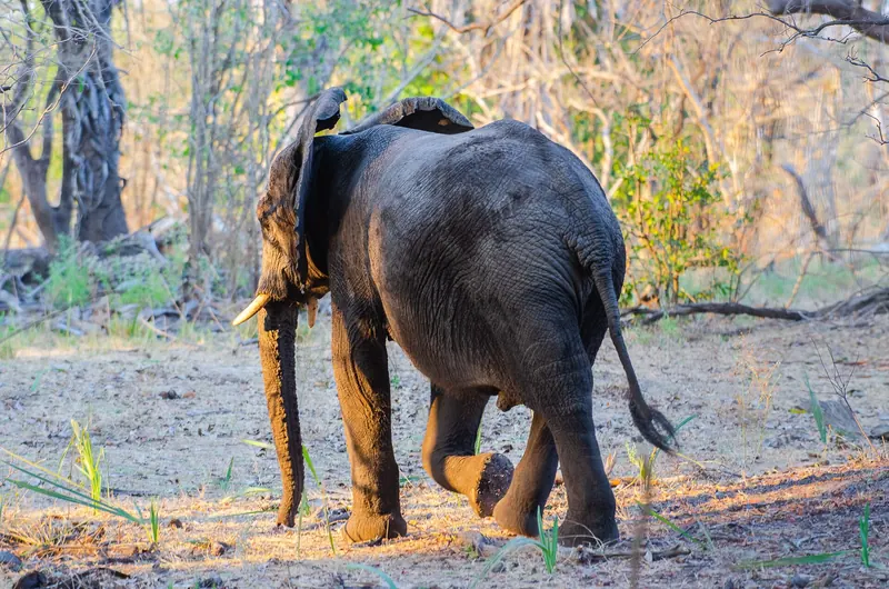 The Rufiji River landscape in Nyerere National Park