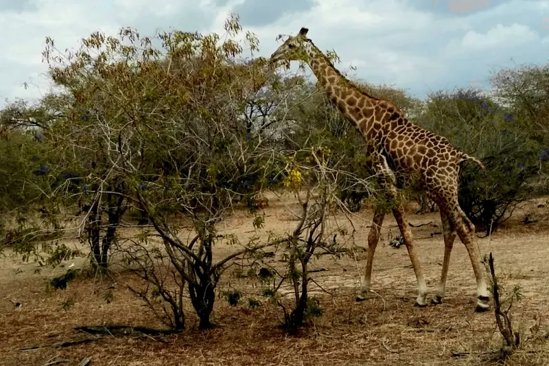A giraffe in Nyerere National Park