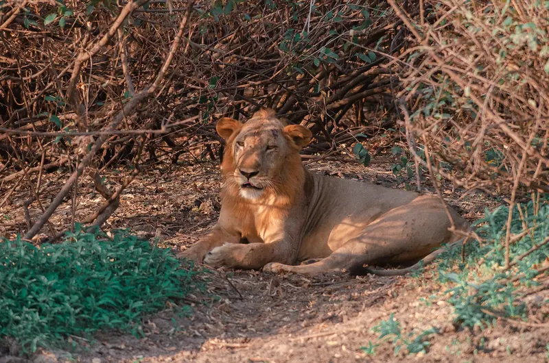 A scene in Nyerere National Park