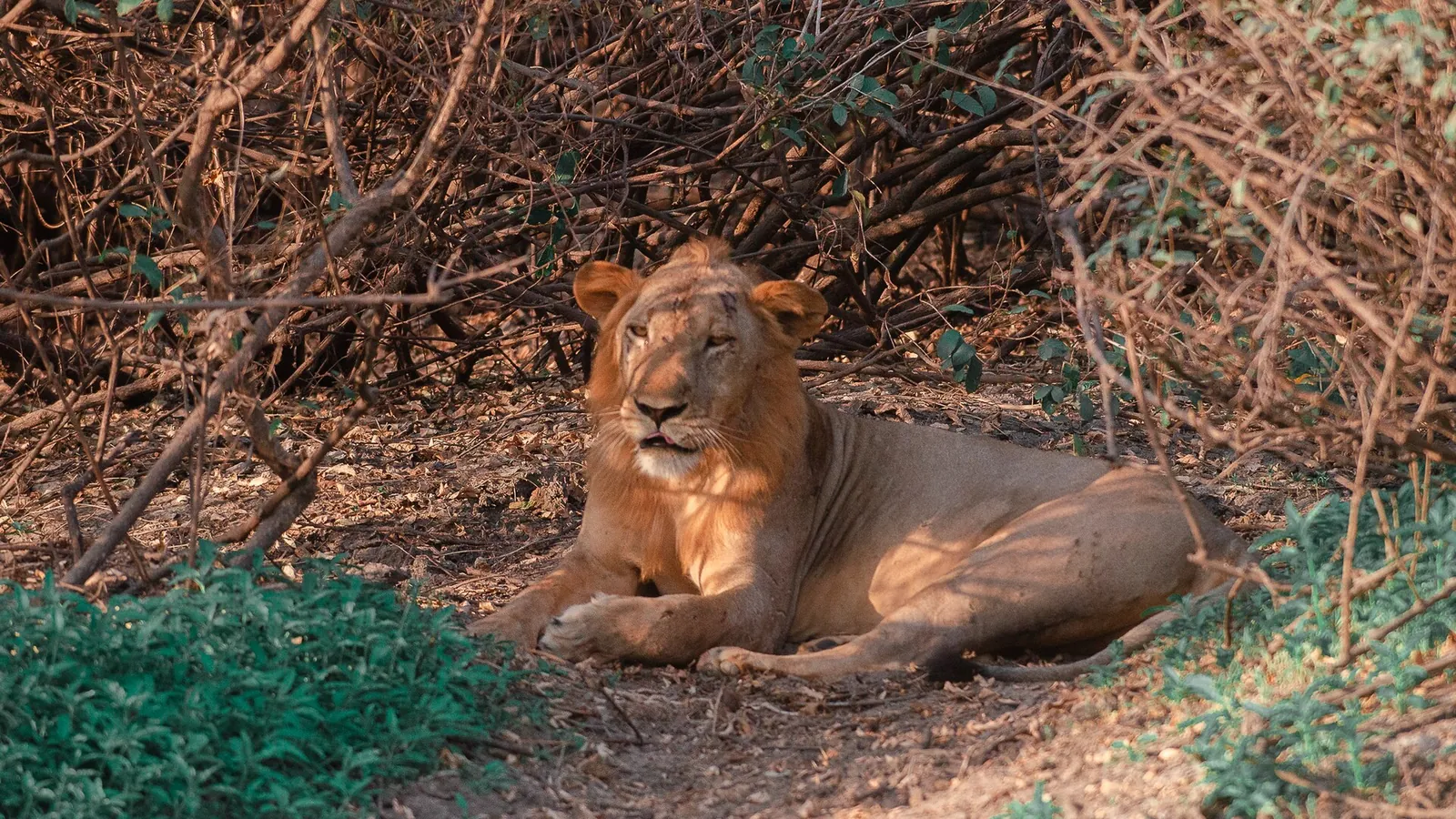 A scene in Nyerere National Park