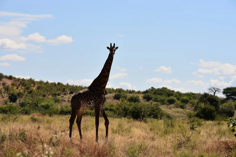 A giraffe in Ruaha National Park