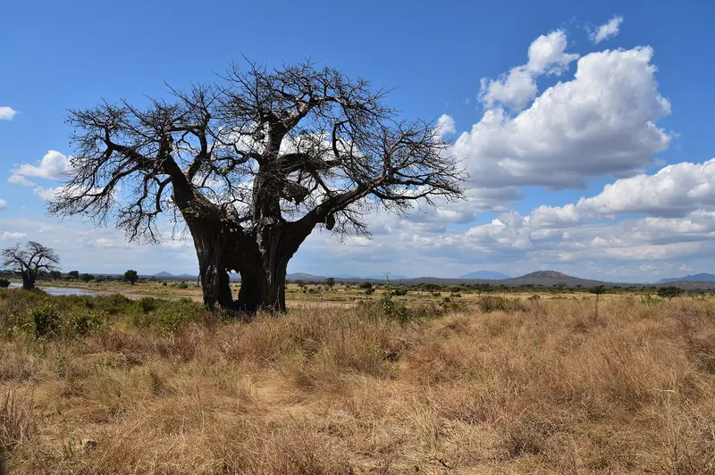 A baobab tree in Ruaha National Park