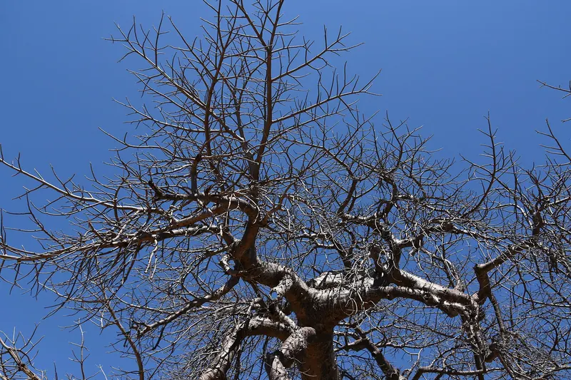 A giant baobab tree in Ruaha National Park