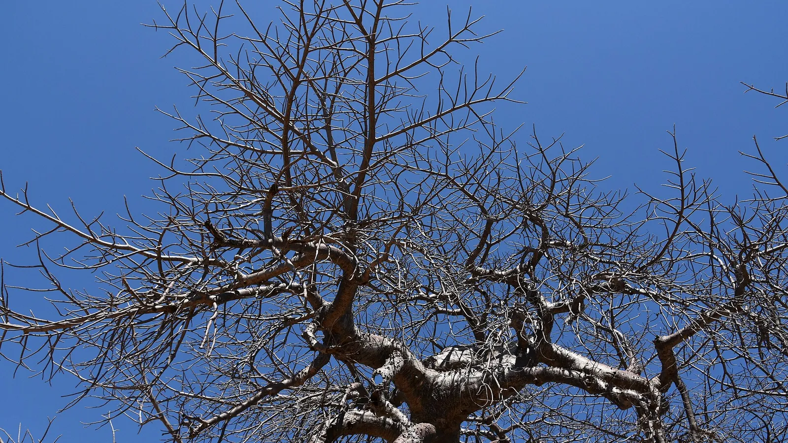 A giant baobab tree in Ruaha National Park