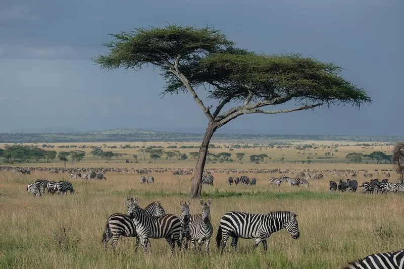 Zebras beside an acacia tree on the Serengeti plains