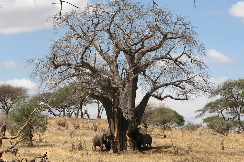 Elephants feeding on baobab bark in Tarangire