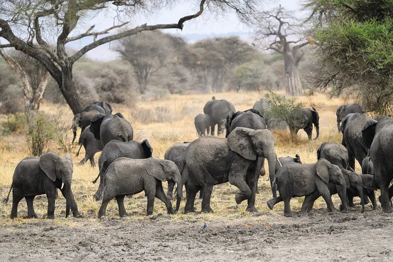 An elephant herd walking across the plains in Tarangire
