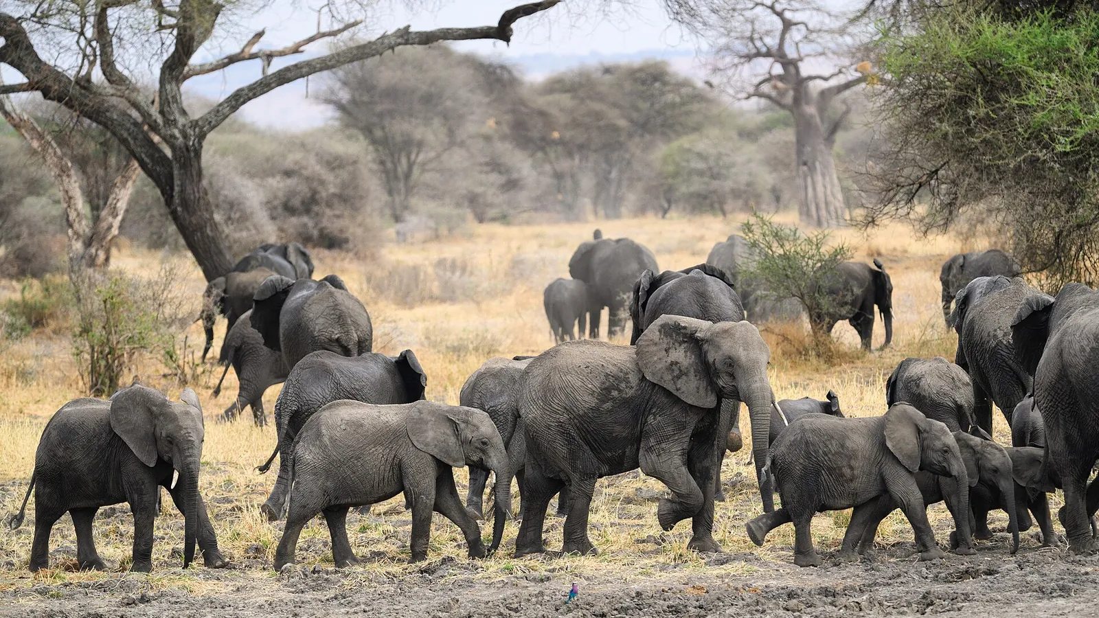 An elephant herd walking across the plains in Tarangire
