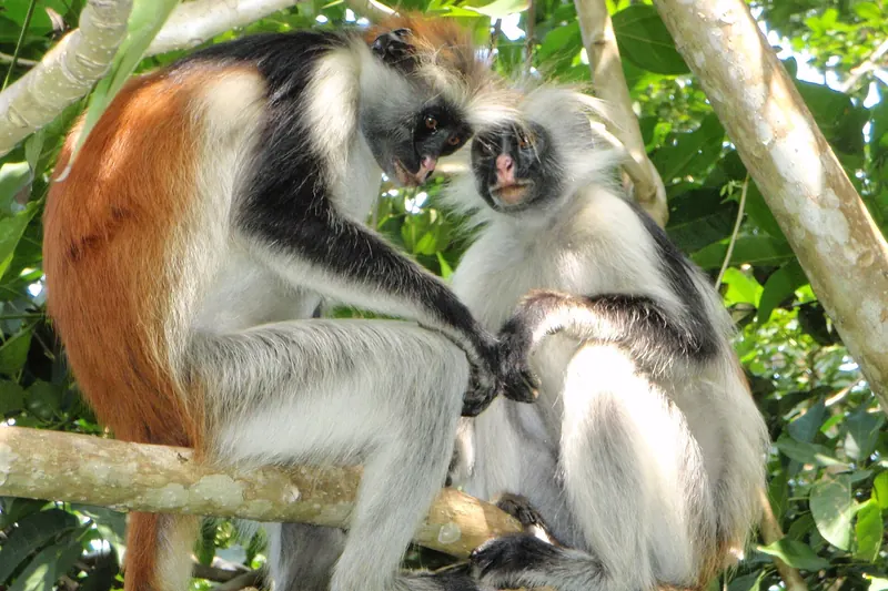 A red colobus monkey in Jozani Forest