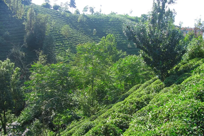Tea terraces on the slopes above Rize