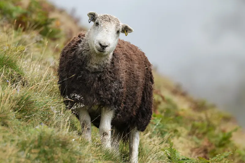 Herdwick sheep grazing on a Lake District fellside